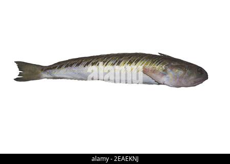 Trachinus draco, greater weever or venomous marine fish isolated on a white background Stock Photo