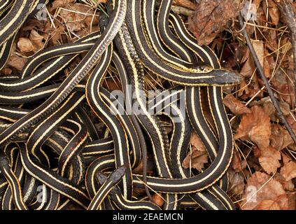 Group of male red sided garter snakes, Thamnophis sirtalis parietalis, trying to mate with bigger female at the Narcisse Snake Dens, Manitoba, Canada.