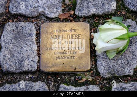 Roses laid on Stolperstein memorials to Holocaust victims in Berlin Stock Photo