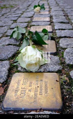 Roses laid on Stolperstein memorials to Holocaust victims in Berlin Stock Photo