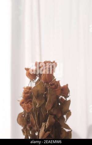 Vertical shot of beautiful dried roses Stock Photo