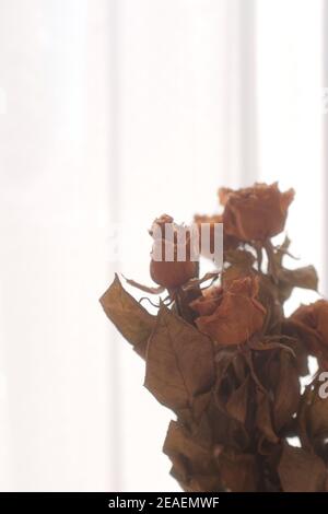 Vertical shot of beautiful dried roses Stock Photo