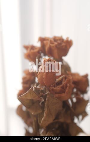 Vertical shot of beautiful  dried roses Stock Photo