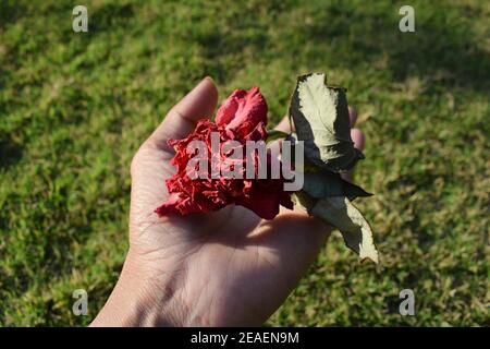 Dried rose with stem and leaf in female hand palm with green grass garden park background. naturally dried bright red rose flower fallen from plant Stock Photo