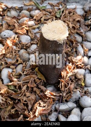 The small stump of the Wrightia religiosa tree after cutting in the garden beside the house, because the branch is growing outside the house, front vi Stock Photo