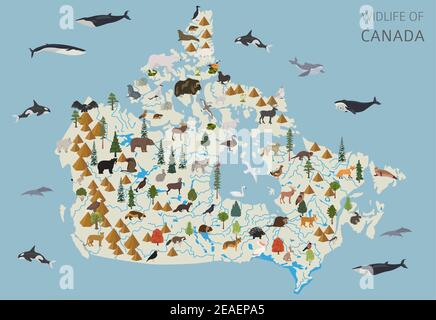 Flat design of Canada wildlife. Animals, birds and plants constructor elements isolated on white set. Build your own geography infographics collection Stock Vector