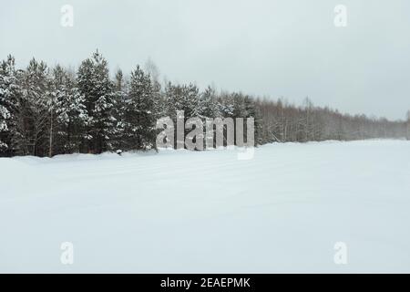 the background of a winter forest, a landscape of fir trees strewn with white snow, an empty road among deep snowdrifts in a blizzard Stock Photo