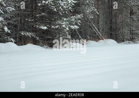the background of a winter forest, a landscape of fir trees strewn with white snow, an empty road among deep snowdrifts in a blizzard Stock Photo