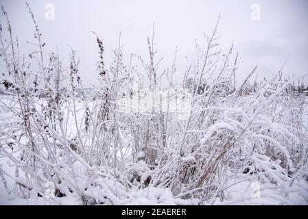 Snow-covered dry grass on a cloudy winter day. Stock Photo