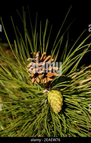Pine, view of two pine cones young and in a ripe pinecone with seeds. Stock Photo