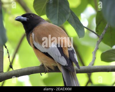 Closeup shot of a hooded pitohui on a tree branch Stock Photo