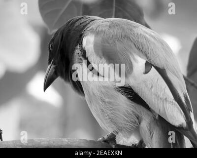 Grayscale shot of a hooded pitohui on a tree branch Stock Photo