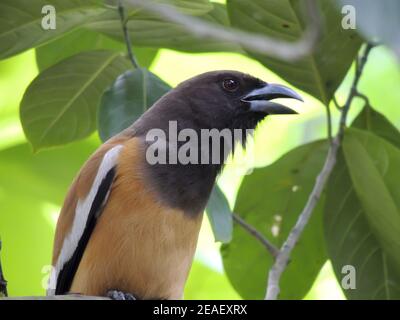 Closeup shot of a hooded pitohui on a tree branch Stock Photo