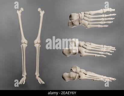 3D renders of human leg and foot bones from multiple angles. Stock Photo
