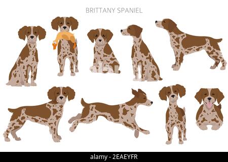 Brittany spaneil clipart. Different poses set. Adult and puppy dogs infographic. Vector illustration Stock Vector