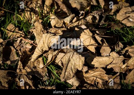 Dead Sycamore leaves on the ground Acer pseudoplatanus. Stock Photo