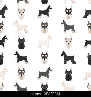 Miniature schnauzer dogs in different poses and coat colors. Adult and puppy scottie set.  Vector illustration Stock Vector