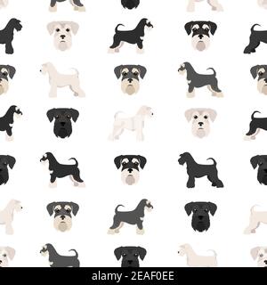 Miniature schnauzer dogs in different poses and coat colors. Adult and puppy scottie set.  Vector illustration Stock Vector
