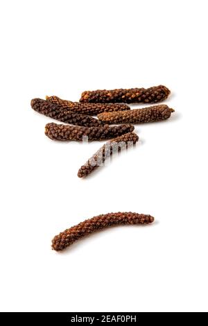 Dried long pepper (Piper longum) catkins on a white background Stock Photo