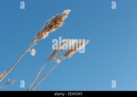 Morning sun shining on golden grass grain seed heads covered in frost and snow in winter Stock Photo