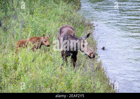 A cow and calf moose look for food in the willows along the Snake River in Grand Teton National Park, Wyoming. Stock Photo