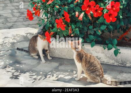 Two stray tabby cats sniffing red flowers Stock Photo