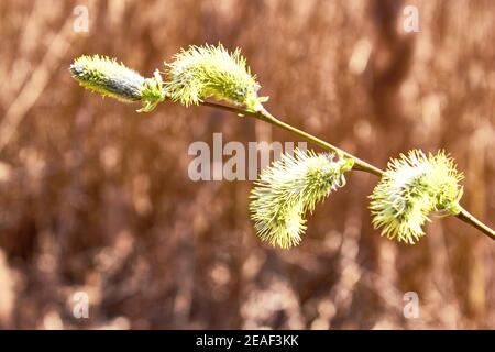 Flowering tree branch in the spring. Spring landscape on the background of reeds. Willow branch with buds in the sun rays. Stock Photo
