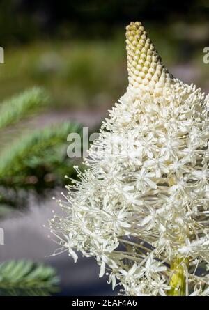 beargrass blooms in an idaho forest this flower only blooms once every 5 7 years 2eaf4a6