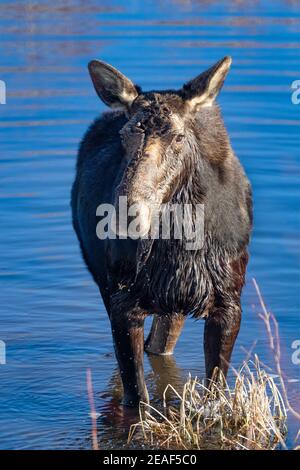 A cow moose stands in a Wyoming creek. Stock Photo