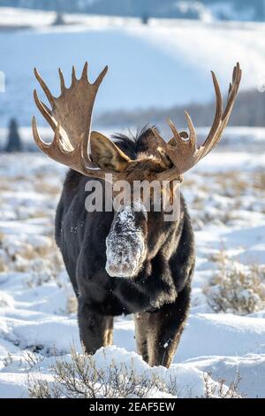 A bull moose during a winter day Stock Photo