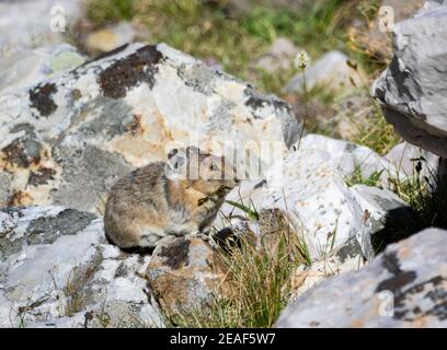 An American Pika looks for grass in an alpine boulder field Stock Photo