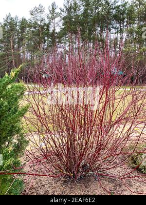 Bush with red branches without leaves, Cornus sanguinea Stock Photo