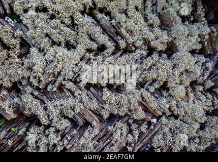 Lichen encrusted herring-bone slate walled field hedge typical of the north Cornish coast - Cornwall UK Stock Photo