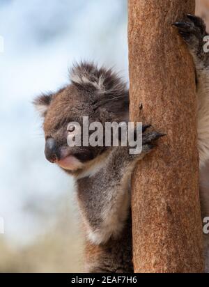 Koala Phascolarctos cinereus on a Eucalyptus trunk in Yanchep National Park in South Western Australia where they are an introduced species Stock Photo