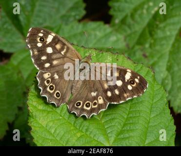 Speckled Wood butterfly Pararge aegeria on Bramble leaves Stock Photo