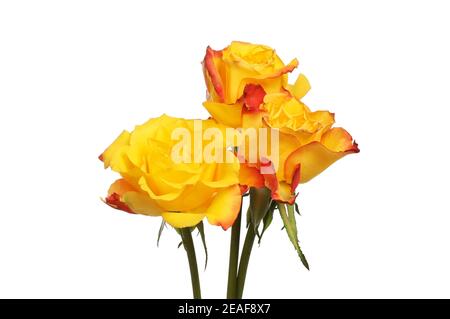 Three orange and red roses isolated against white Stock Photo