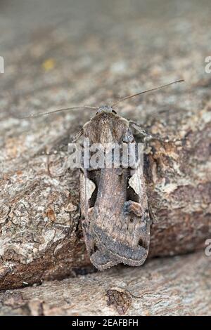 Setaceous Hebrew Character (Xestia c-nigrum) moth Stock Photo