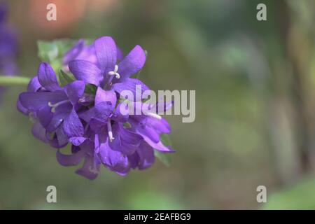 Campanula glomerata, clustered bellflower. Lush inflorescence of purple bellflowers close up on green background outdoors in sunlight on a summer day. Stock Photo