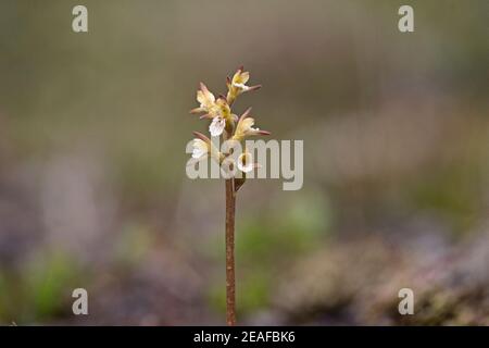 Coralroot Orchid (Corallorhiza trifida) Stock Photo