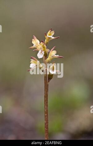 Coralroot Orchid (Corallorhiza trifida) Stock Photo
