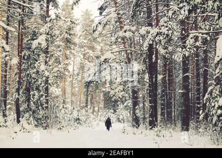 Black small figure of a man with a child on his shoulders walking in a snowy winter pine forest. Stock Photo