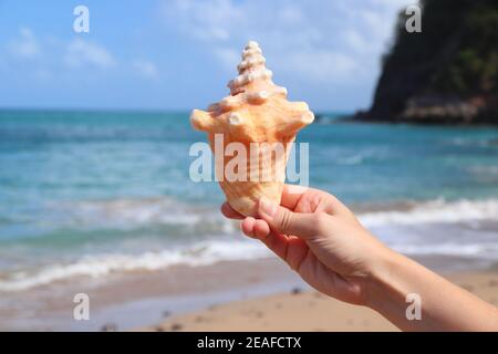 Conch sea shell souvenir found on Guadeloupe sandy beach of Basse-Terre island. Caribbean vacation landscape. Tillet Beach (Plage de Tillet). Stock Photo