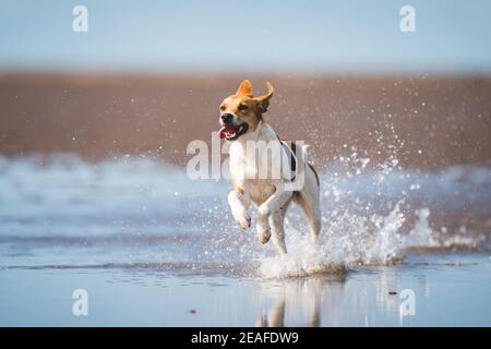 Lakeland best sale trail hound