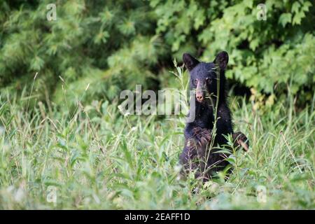 A black bear cub standing up while grazing in a field in Cade's Cove. Great Smoky Mountains National Park. Tennessee, USA Stock Photo