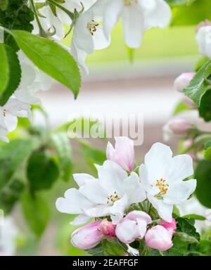 Blossom  apple tree in spring time. Blooming apple as nature background, spring. Apple-tree Flowering. Stock Photo