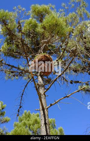 Witches Broom growths on Mediterranean pine trees. Sierras de las Nieves, Malaga Province, Andalucia, Spain Stock Photo