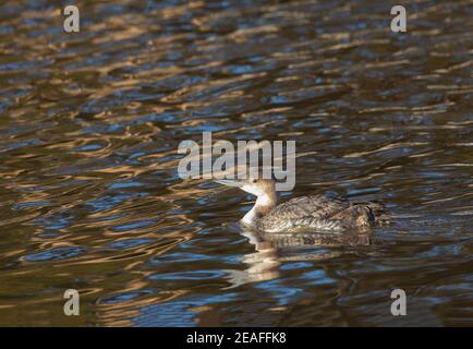 Common Loon Winter Plumage Stock Photo