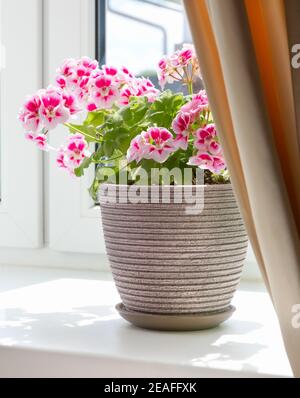 Plant in pot on windowsill at home. House plants in room interior. Stock Photo