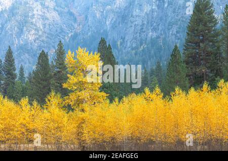 Mountain aspens Populus tremuloides in their fall foliage at Cook Meadow, Yosemite National Park, California, United States. Stock Photo