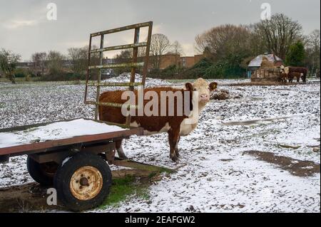 Eton Wick, Windsor, Berkshire, UK. 9th February, 2021. Hardy Hereford cattle out in the cold weather. There was a light dusting of snow in Eton Wick this afternoon as the temperature remained below zero all day. Temperatures later this week are forecast to be the coldest in 10 years. Credit: Maureen McLean/Alamy Live News Stock Photo
